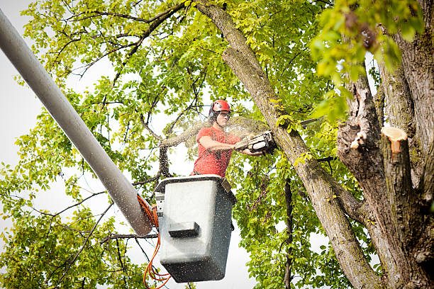 How Our Tree Care Process Works  in  Glen Carbon, IL